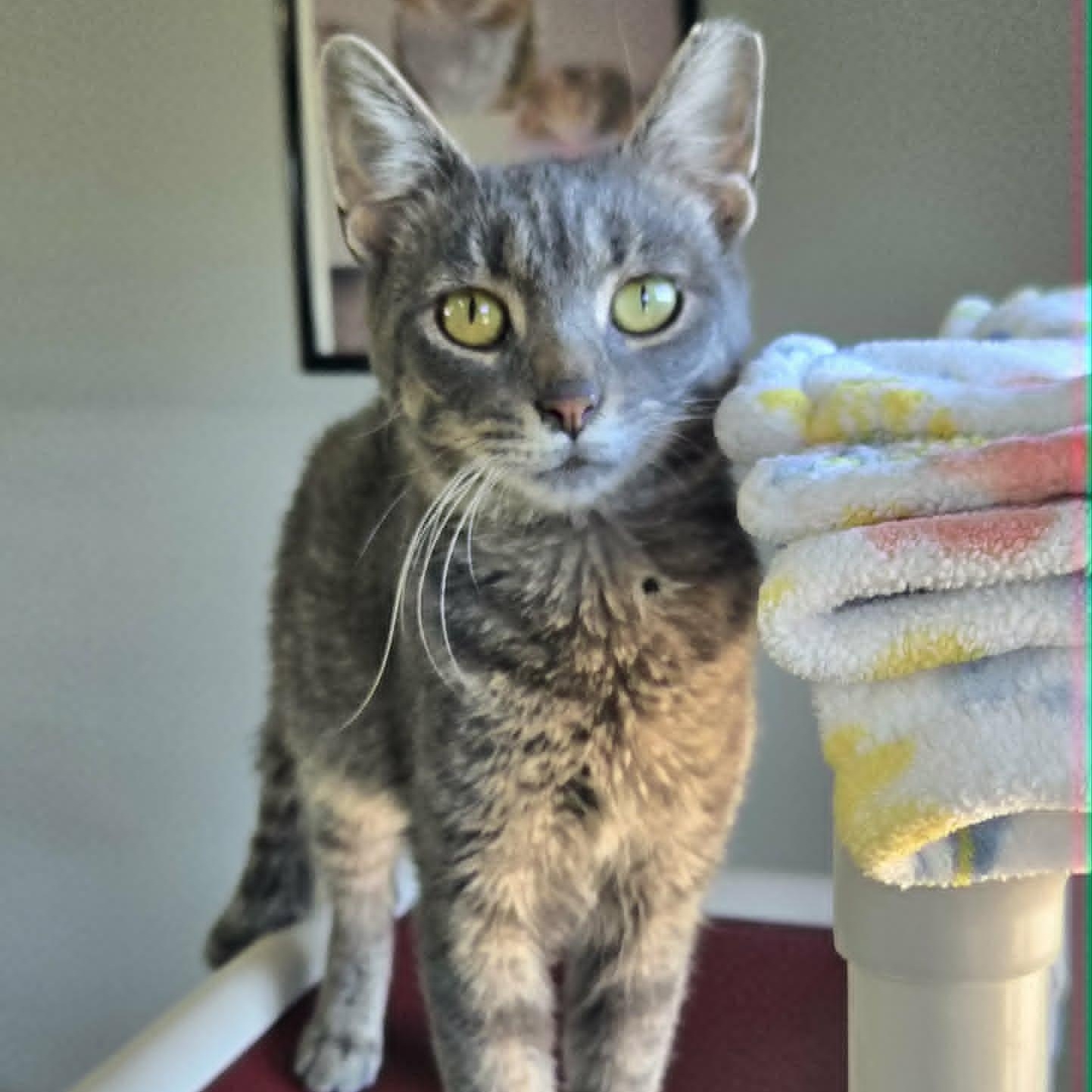 Glenn, Adoptable, Young Male Domestic Short Hair.
