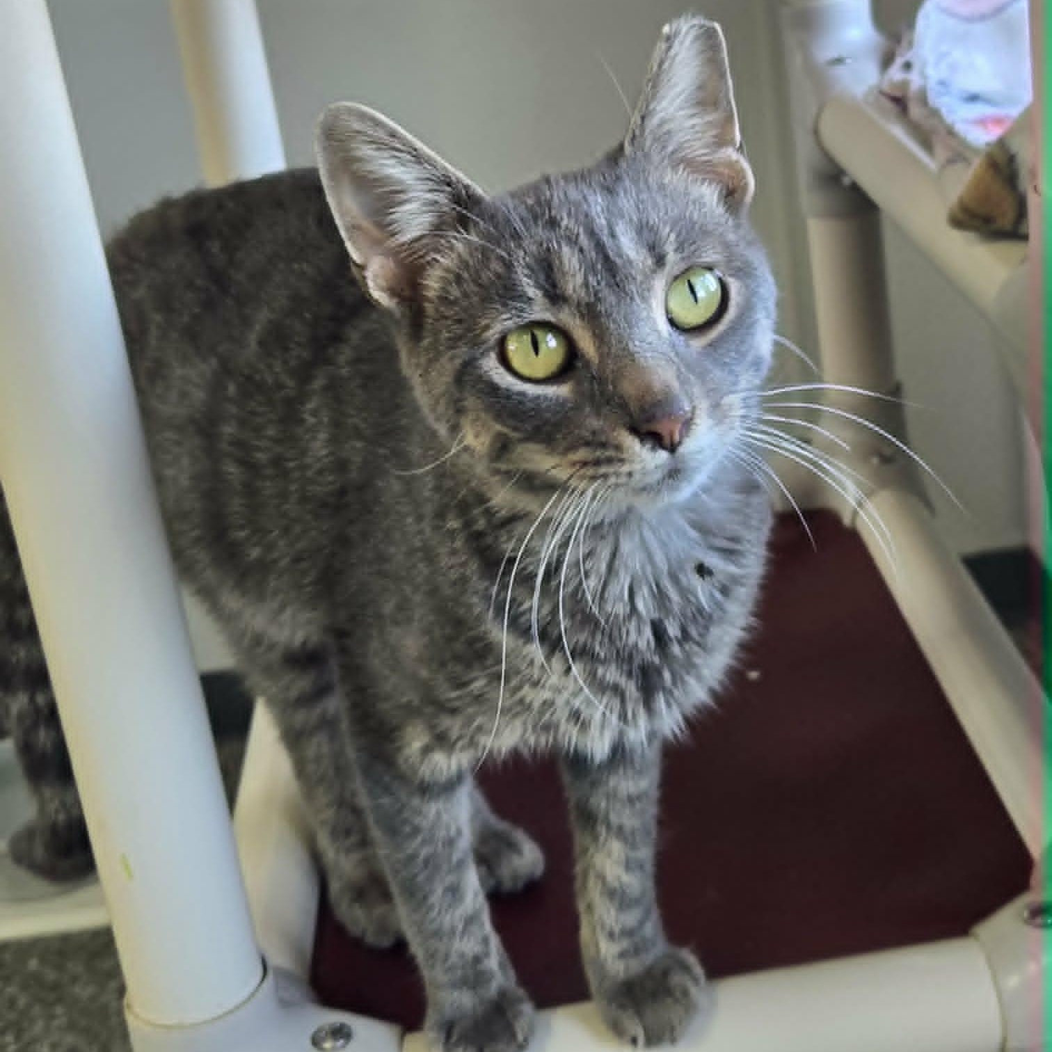 Enlarge Glenn, a Adoptable Domestic Short Hair in Watertown, WI image 2/3