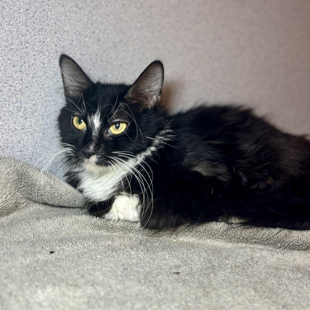 Mishka, Adoptable, Adult Female Domestic Medium Hair.