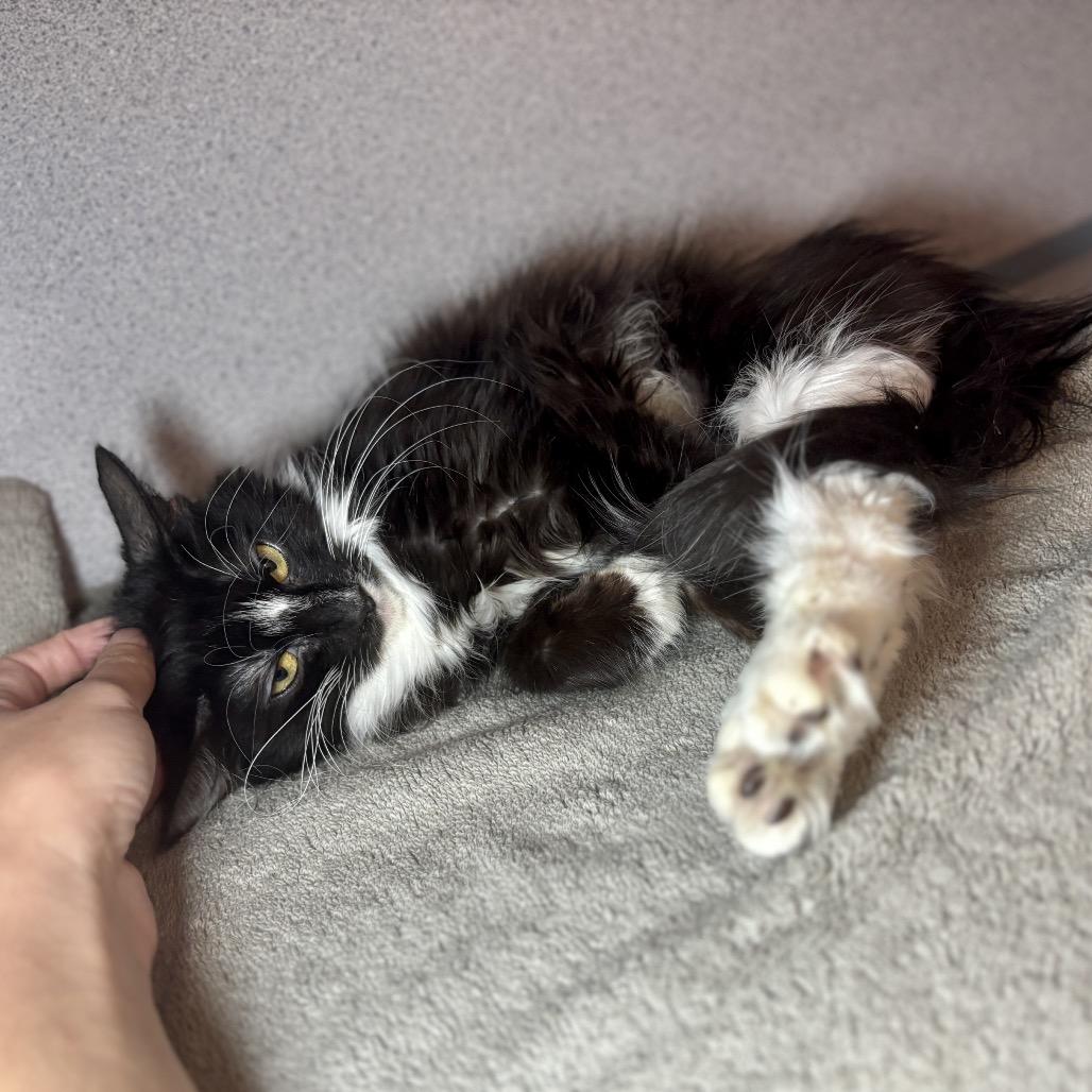 Enlarge Mishka, a Adoptable Domestic Medium Hair in Glenwood Springs, CO image 2/6