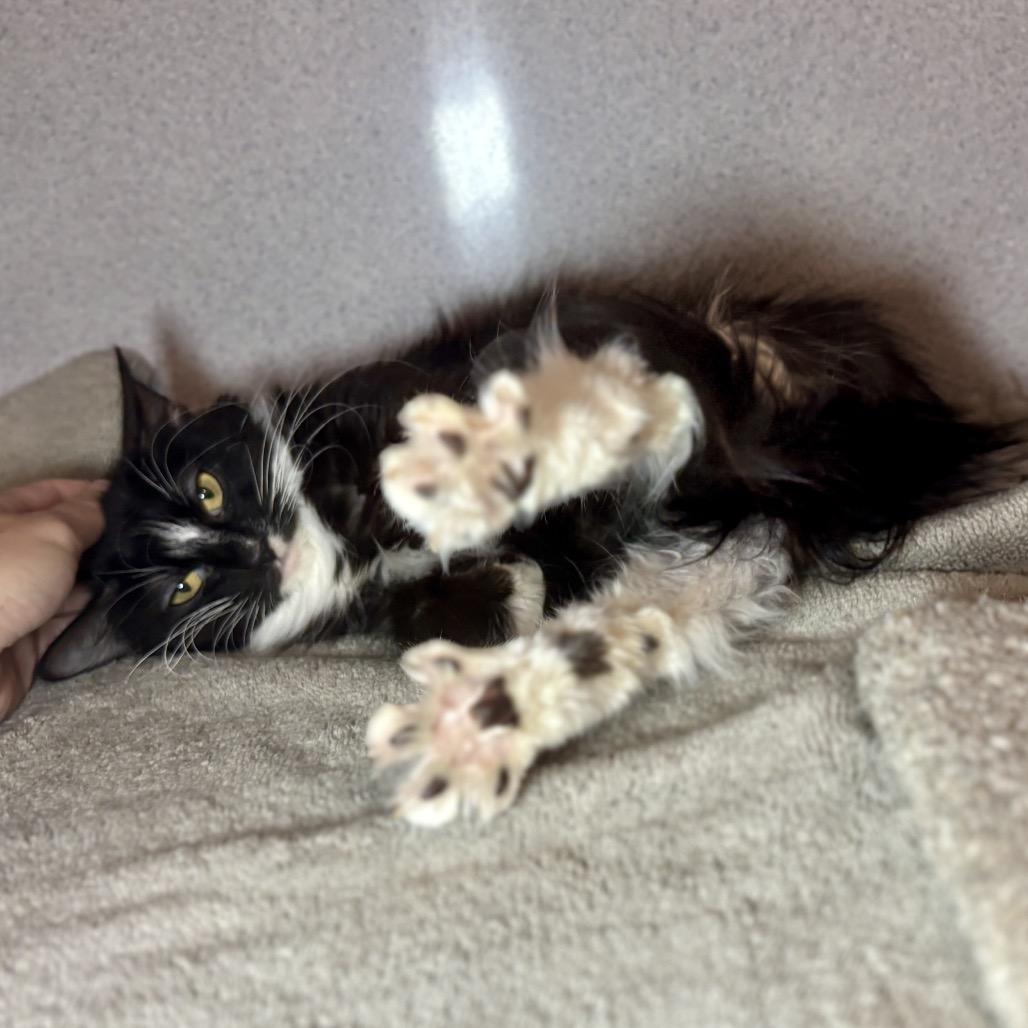 Enlarge Mishka, a Adoptable Domestic Medium Hair in Glenwood Springs, CO image 3/6