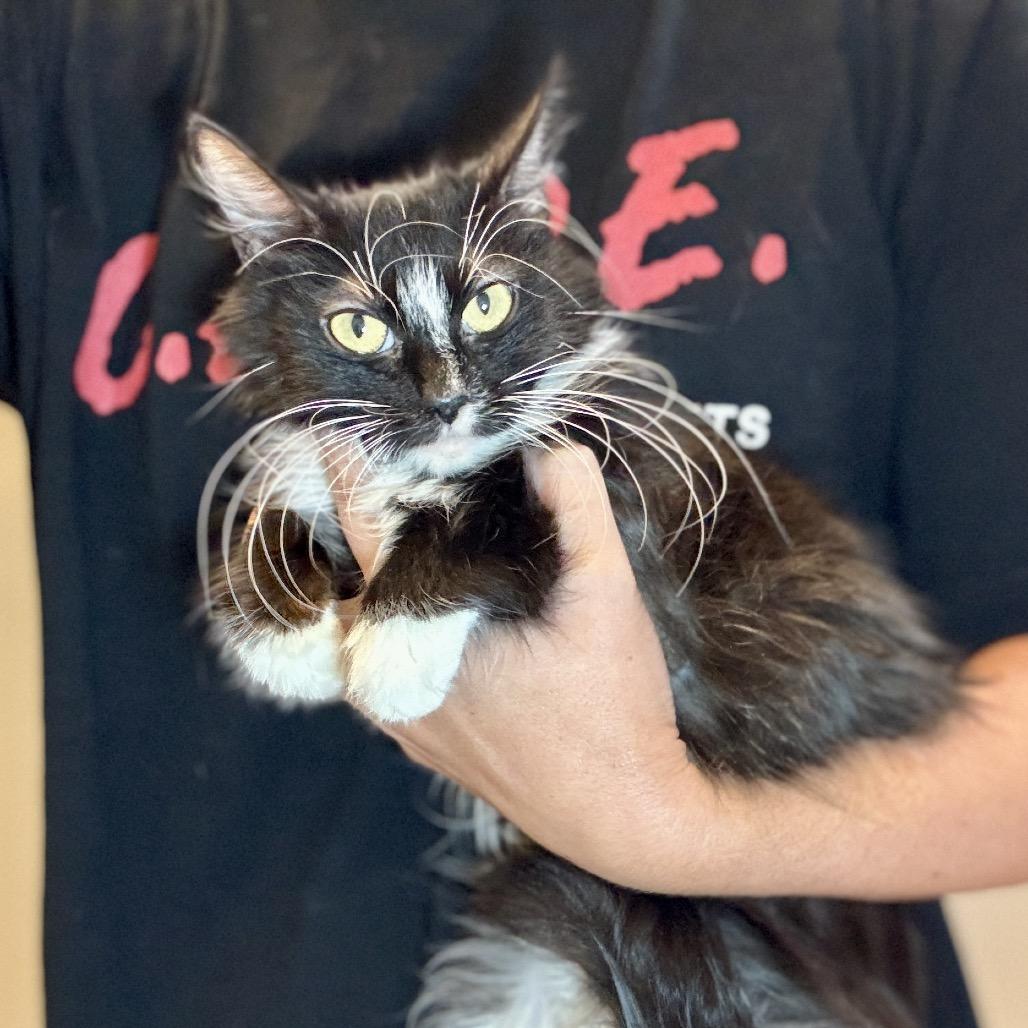 Enlarge Mishka, a Adoptable Domestic Medium Hair in Glenwood Springs, CO image 4/6