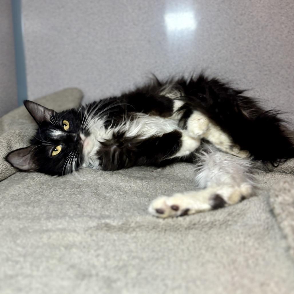 Enlarge Mishka, a Adoptable Domestic Medium Hair in Glenwood Springs, CO image 5/6
