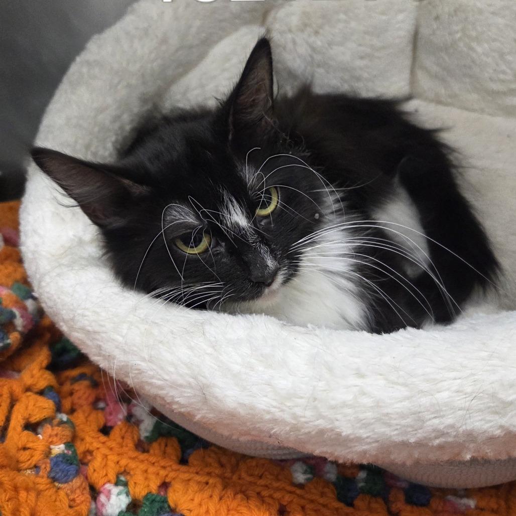 Enlarge Mishka, a Adoptable Domestic Medium Hair in Glenwood Springs, CO image 6/6