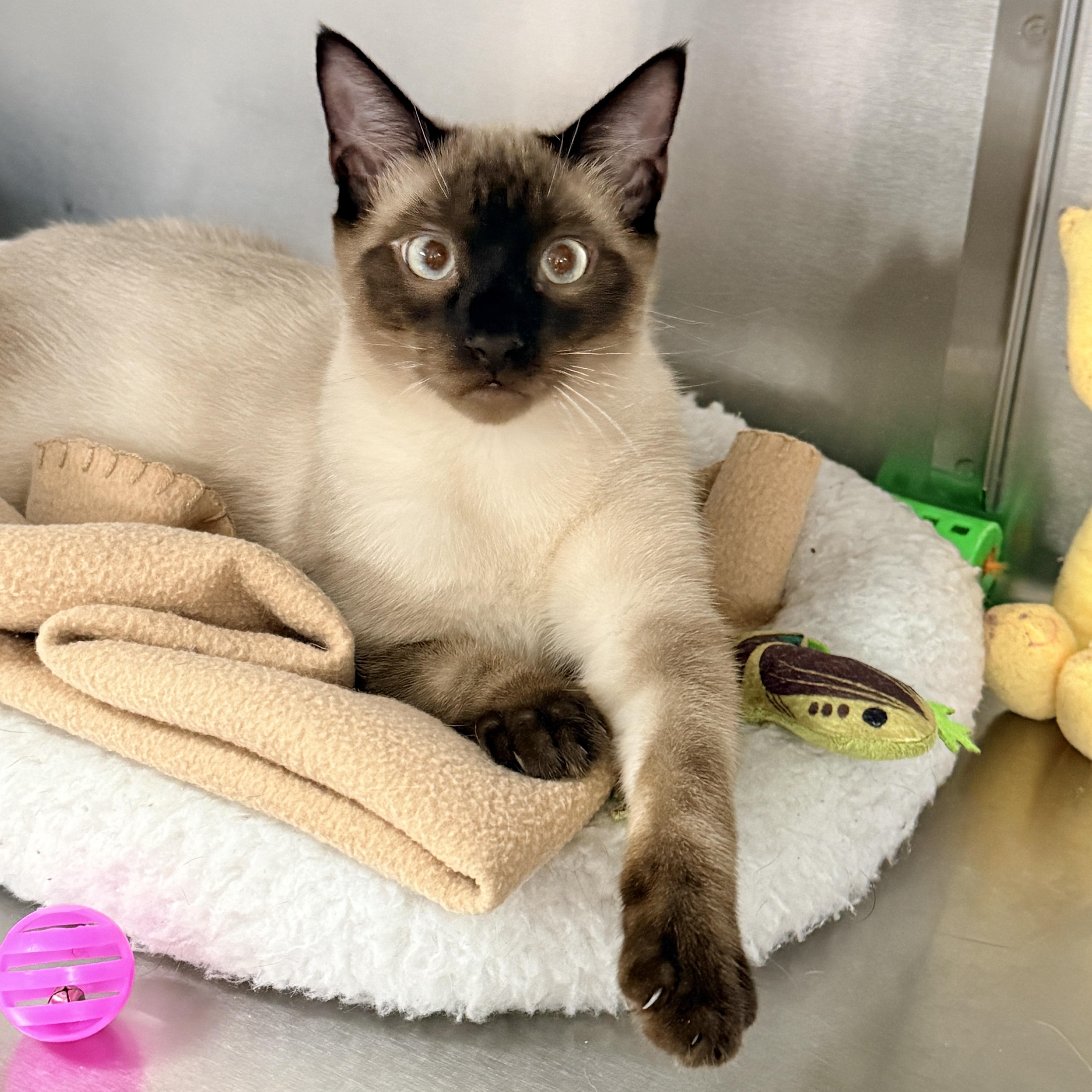 Enlarge Jalapeno, a Adoptable Siamese in Collierville, TN image 3/6