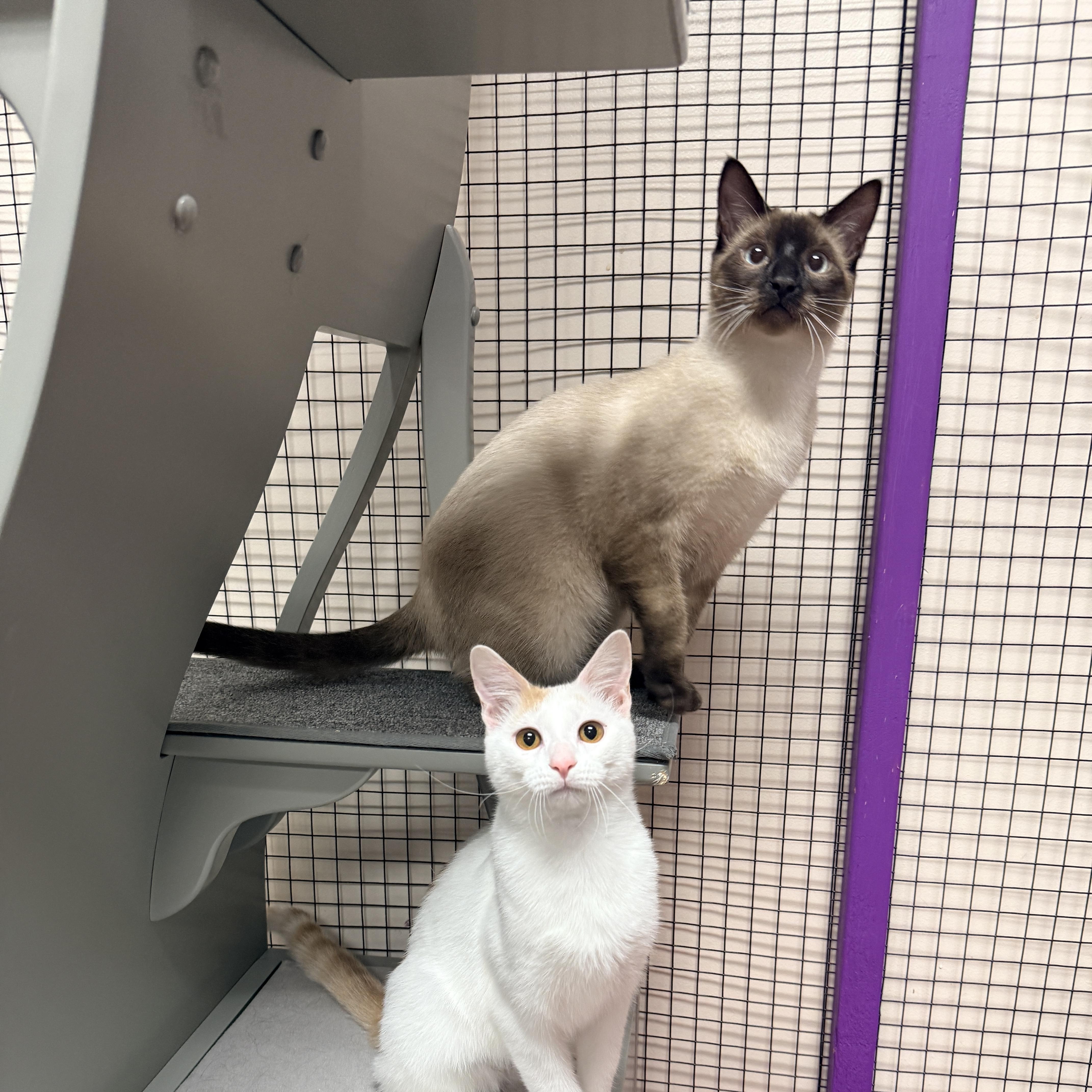 Enlarge Jalapeno, a Adoptable Siamese in Collierville, TN image 5/6