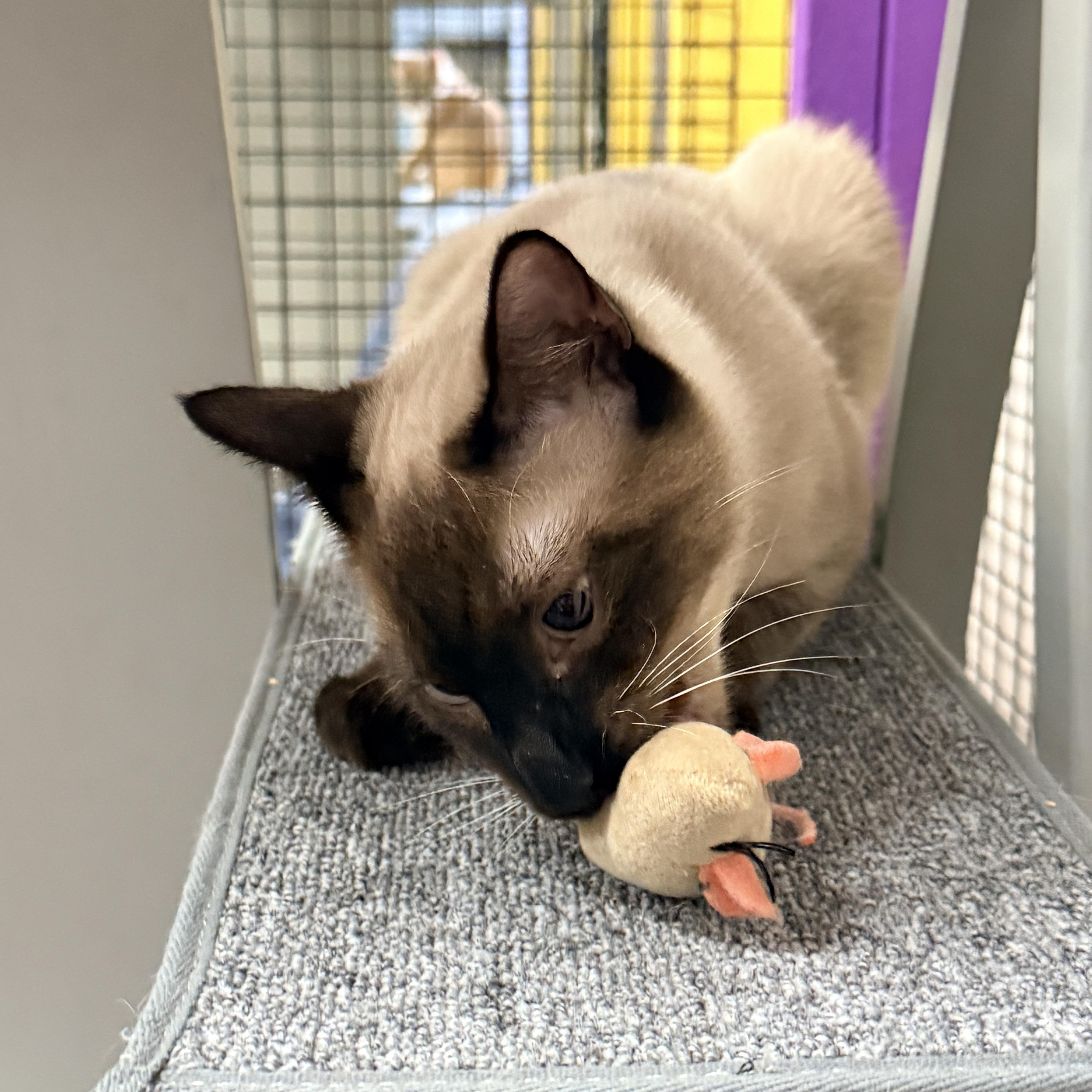 Enlarge Jalapeno, a Adoptable Siamese in Collierville, TN image 4/6