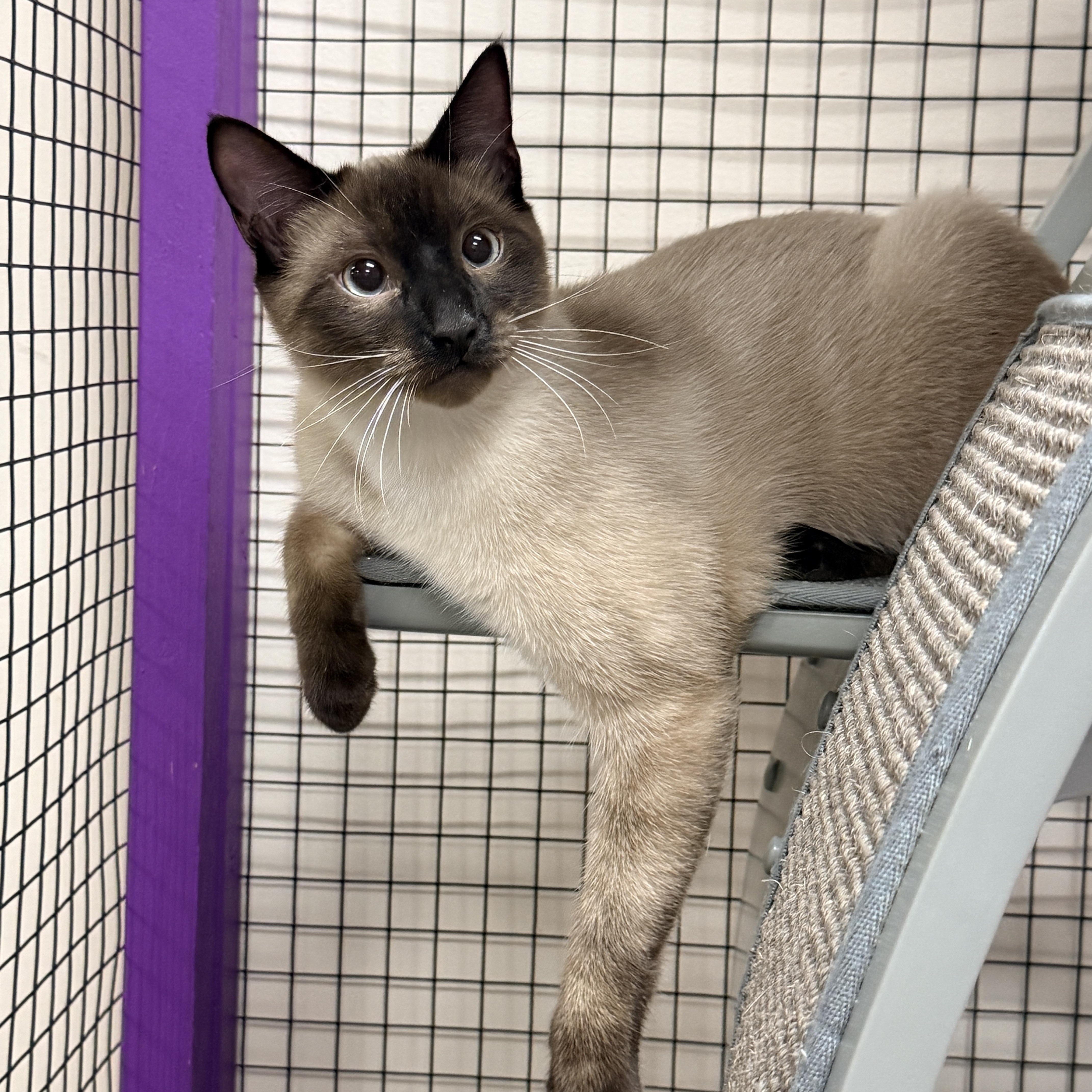 Jalapeno, Adoptable, Kitten Male Siamese.