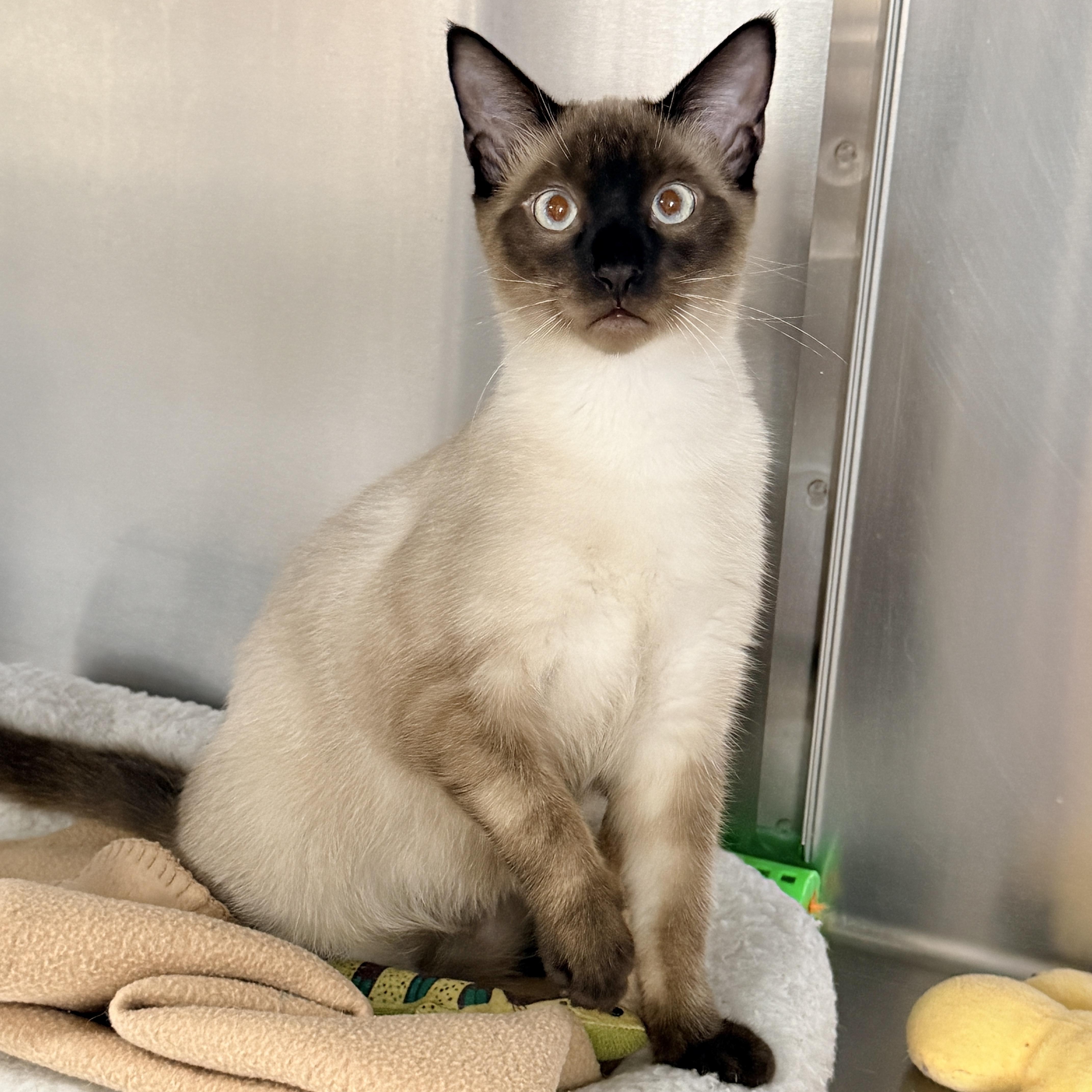 Enlarge Jalapeno, a Adoptable Siamese in Collierville, TN image 5/6