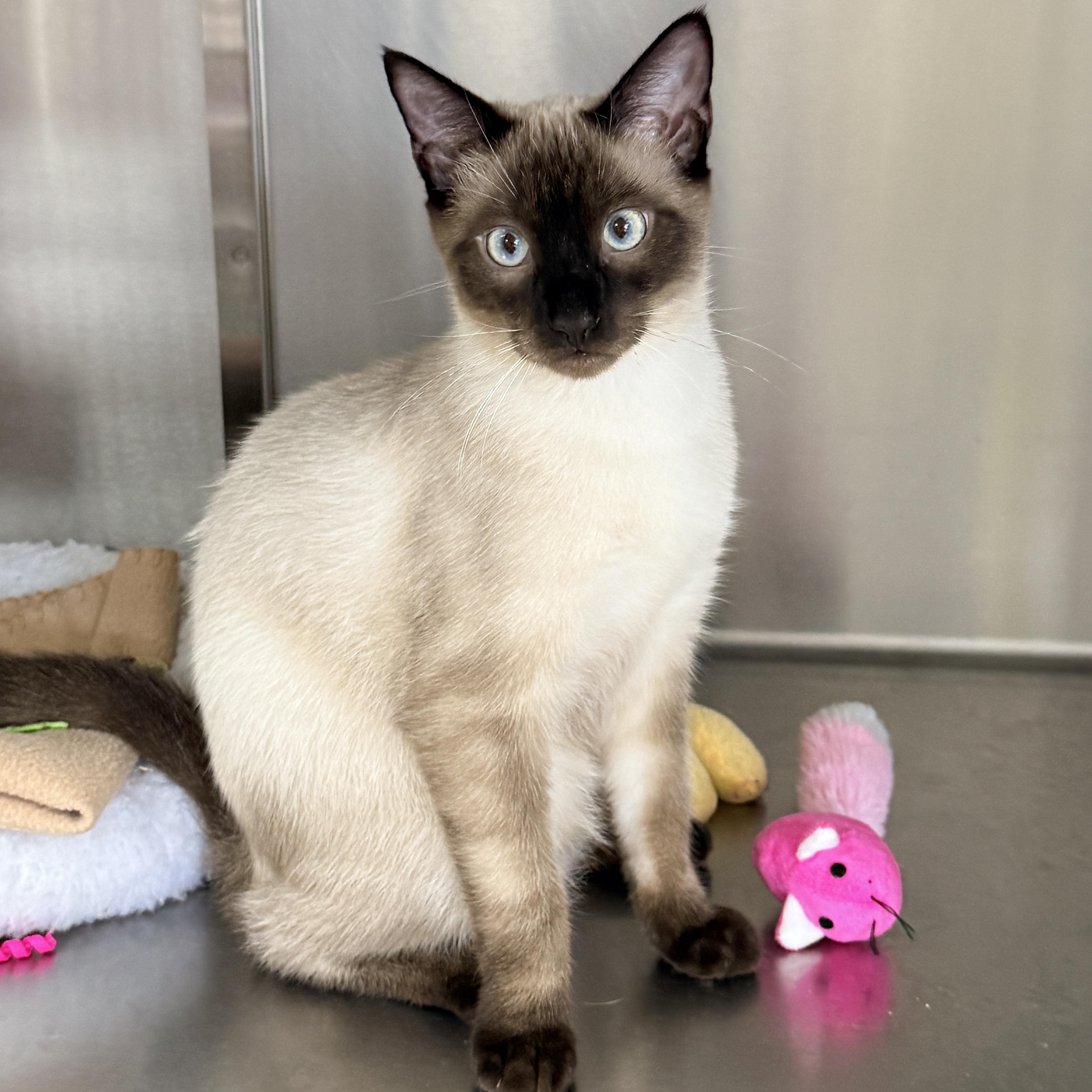 Enlarge Jalapeno, a Adoptable Siamese in Collierville, TN image 1/6