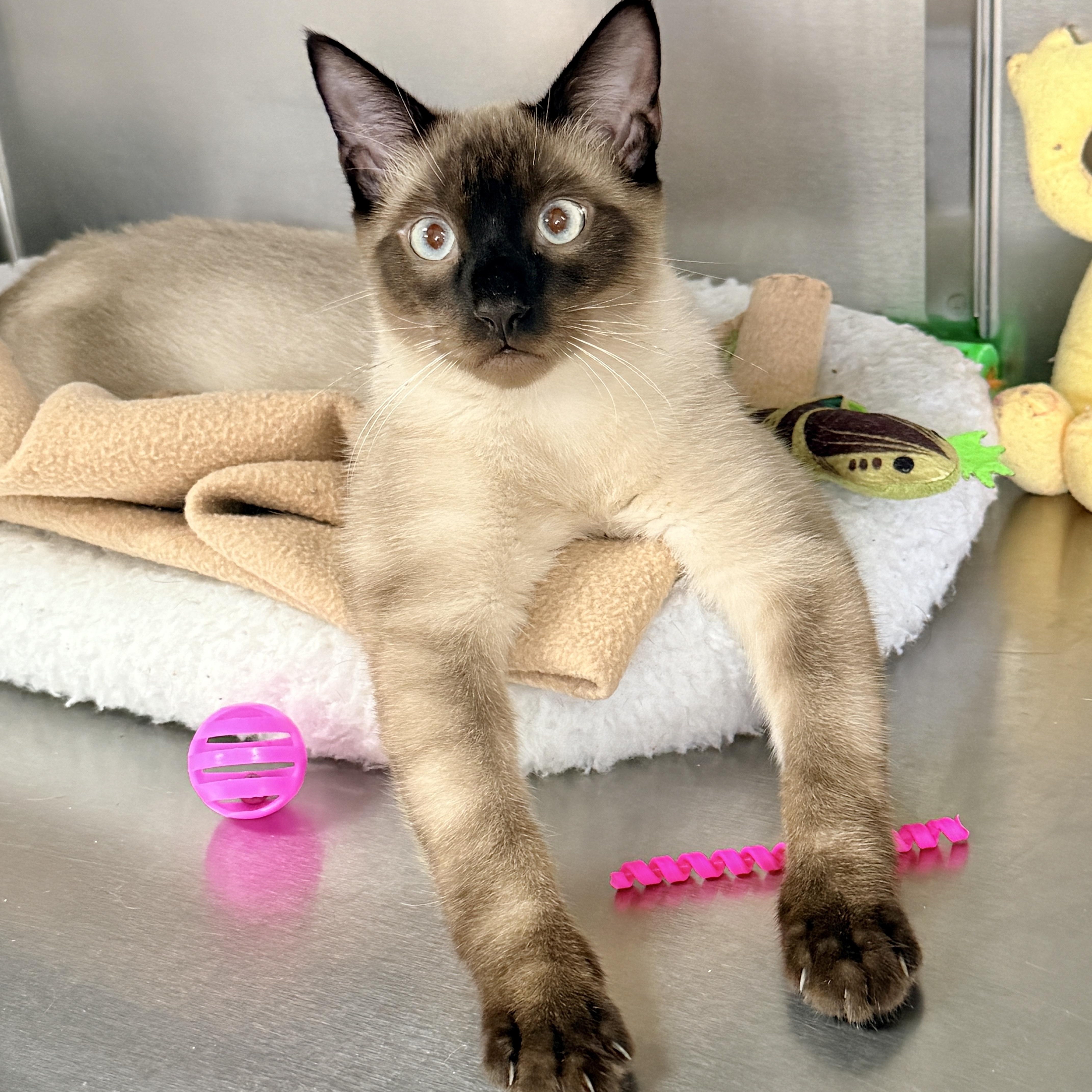 Enlarge Jalapeno, a Adoptable Siamese in Collierville, TN image 4/6