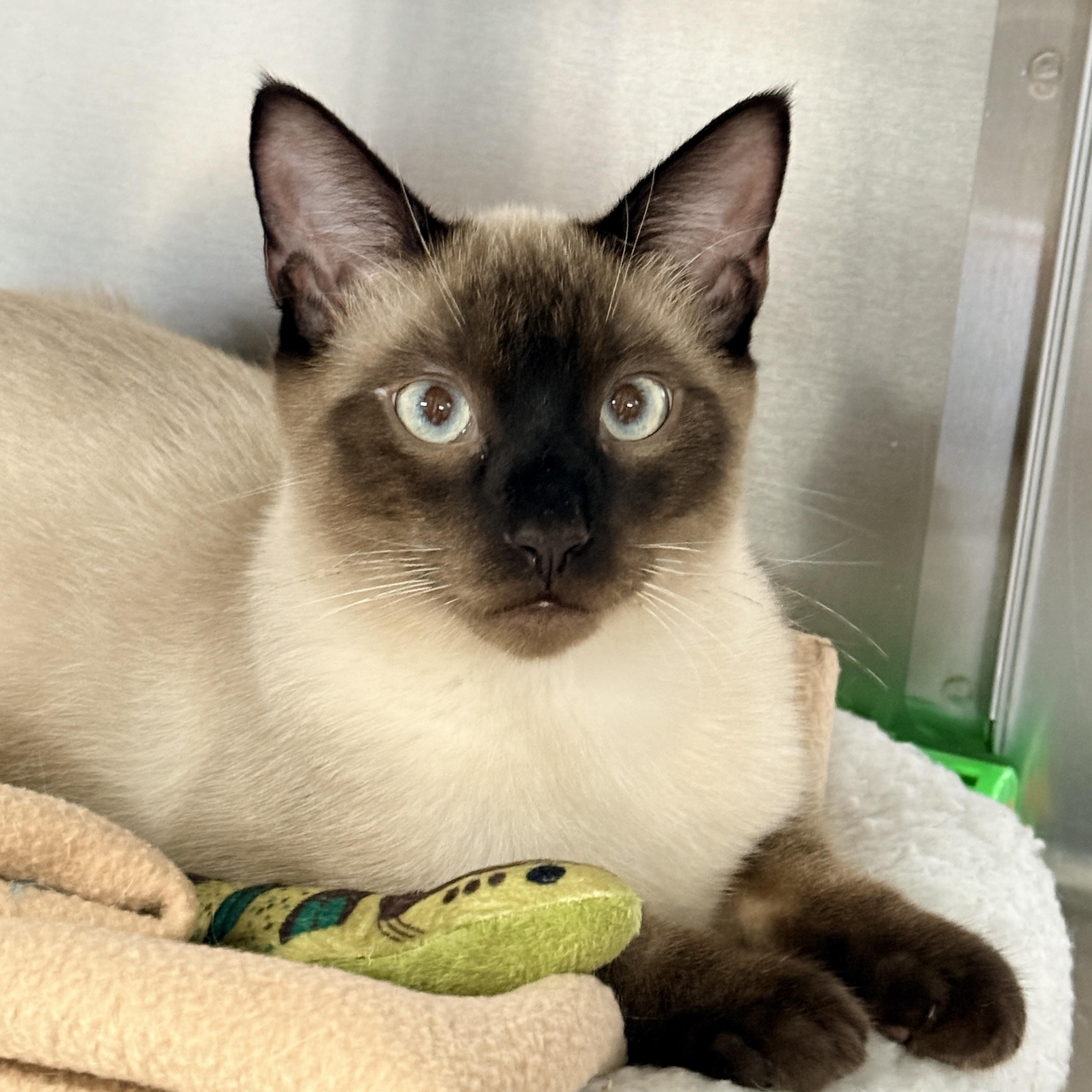 Enlarge Jalapeno, a Adoptable Siamese in Collierville, TN image 2/6