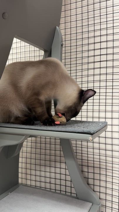 Enlarge Jalapeno, a Adoptable Siamese in Collierville, TN video 6/6