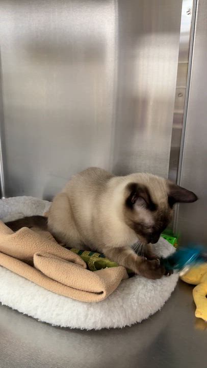Enlarge Jalapeno, a Adoptable Siamese in Collierville, TN video 6/6