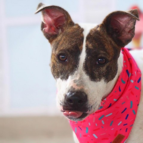 Lea AR, an adoptable Pit Bull Terrier, Plott Hound in Seattle, WA, 98106 | Photo Image 2