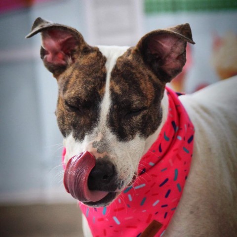 Lea AR, an adoptable Pit Bull Terrier, Plott Hound in Seattle, WA, 98106 | Photo Image 6