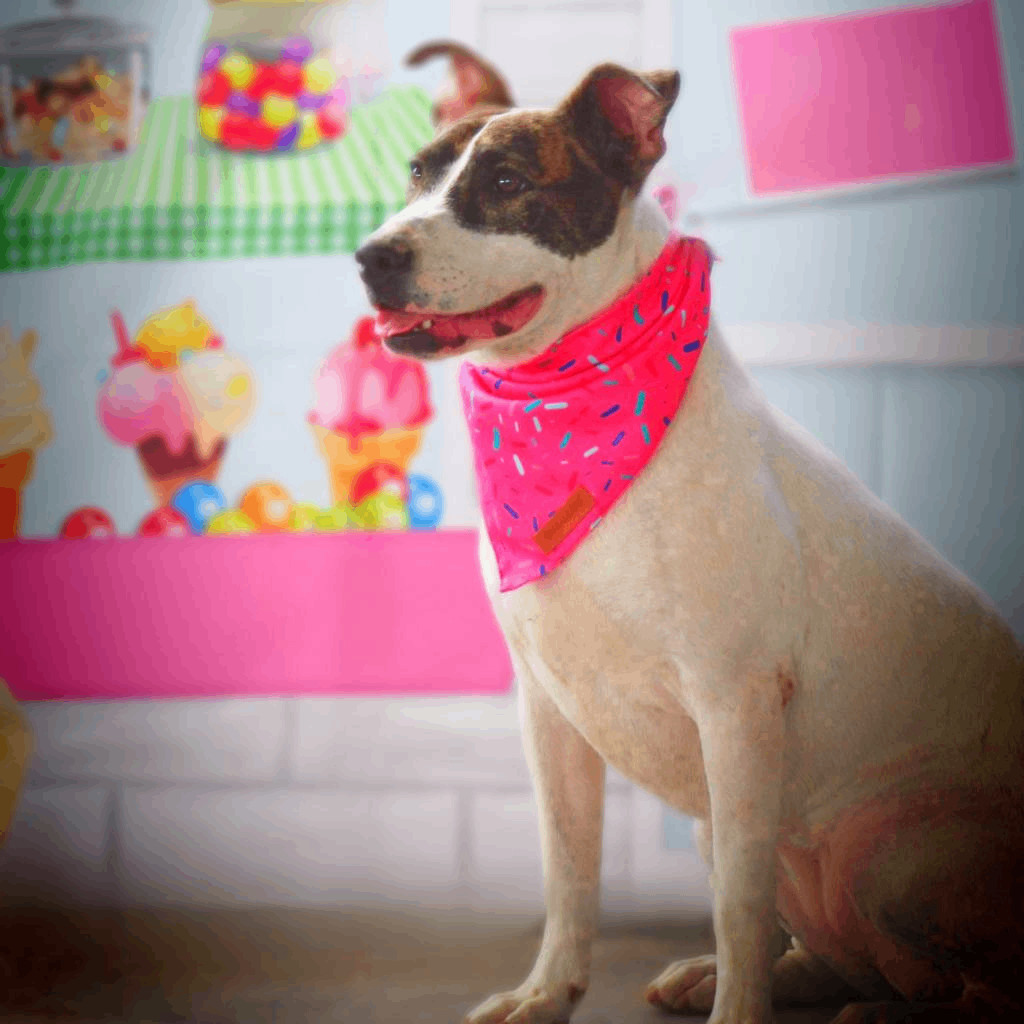 Lea AR, an adoptable Pit Bull Terrier, Plott Hound in Seattle, WA, 98106 | Photo Image 4