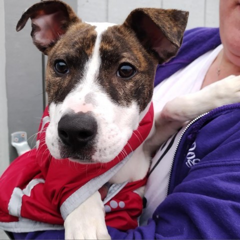 Lea AR, an adoptable Pit Bull Terrier, Plott Hound in Seattle, WA, 98106 | Photo Image 3