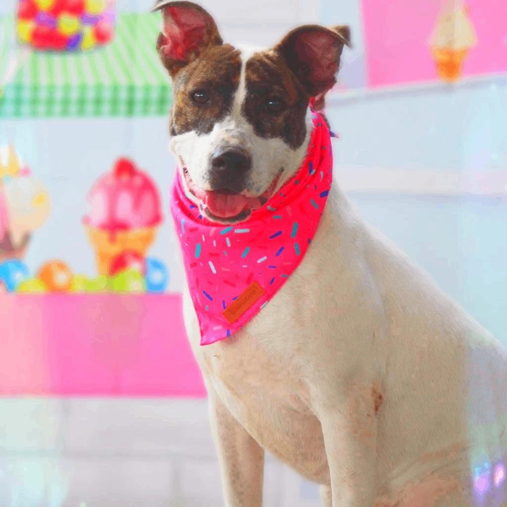 Lea AR, an adoptable Pit Bull Terrier, Plott Hound in Seattle, WA, 98106 | Photo Image 1