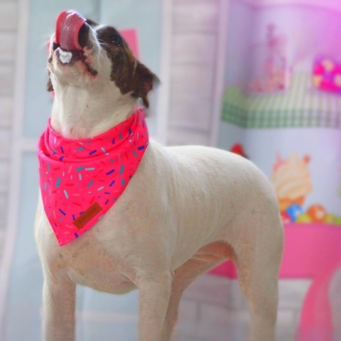 Lea AR, an adoptable Pit Bull Terrier, Plott Hound in Seattle, WA, 98106 | Photo Image 5