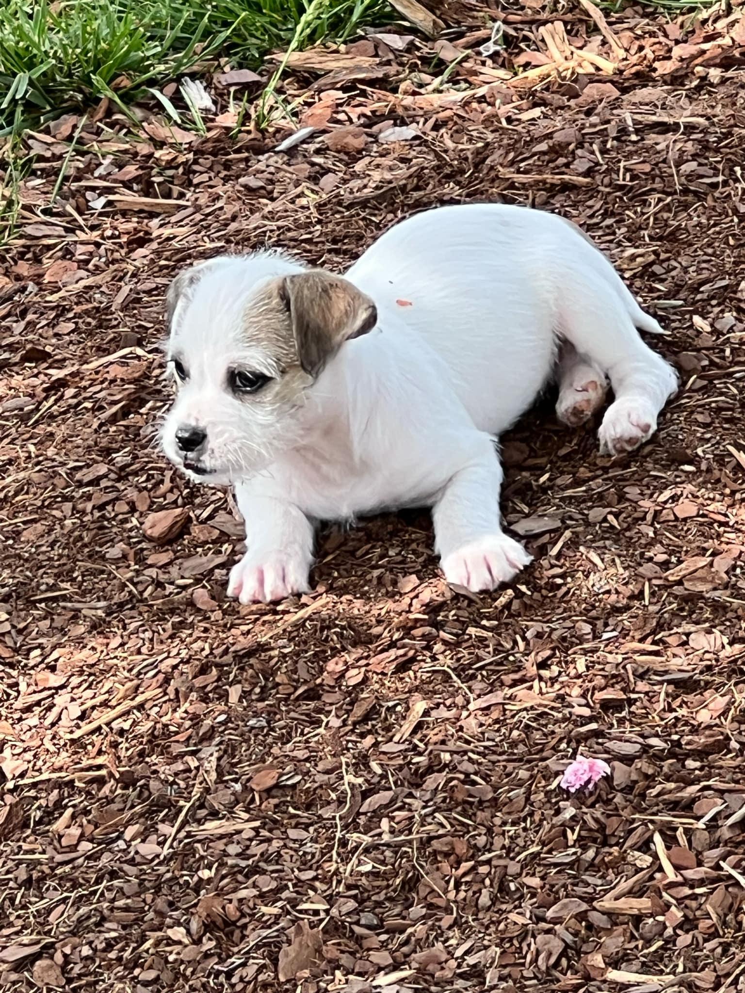 Iris, Adopted, Puppy Female Jack Russell Terrier.