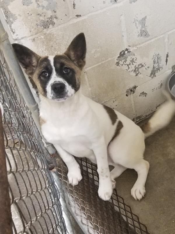 JUNIPER, Adoptable, Puppy Female Akita.