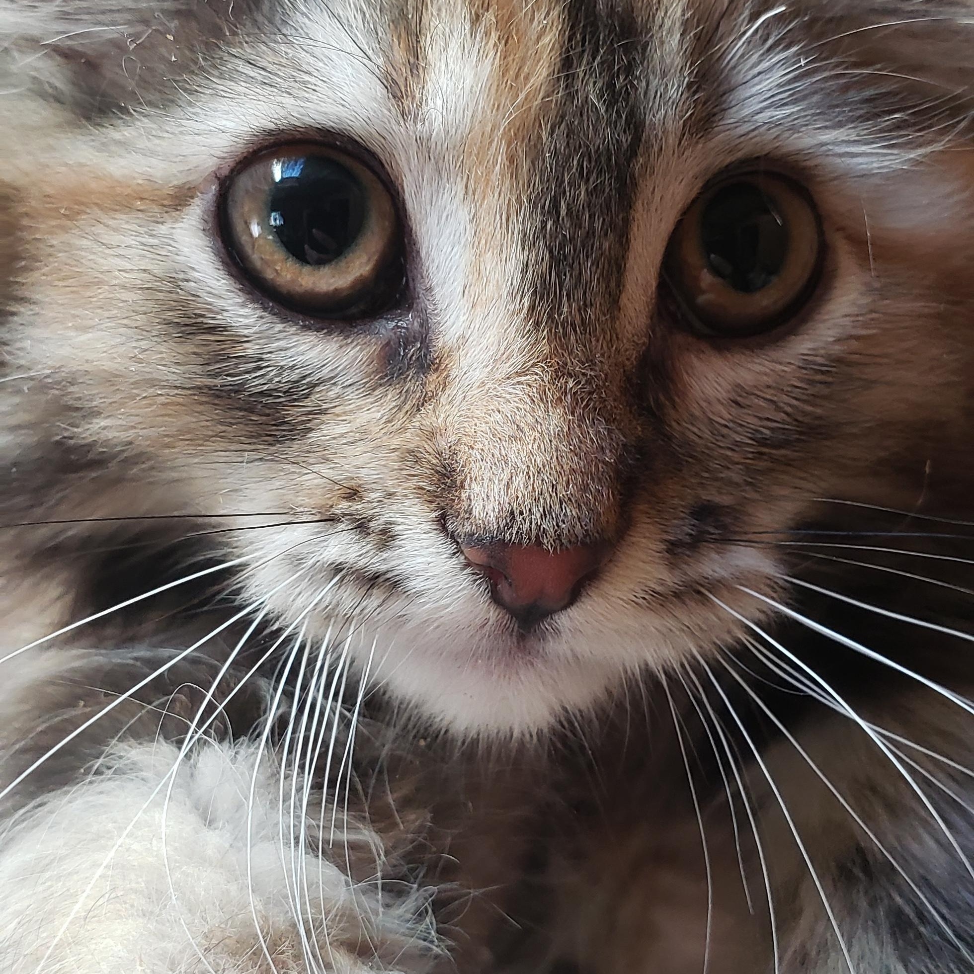 Honey (with Gretchen), ADOPTABLE, Kitten Female Domestic Short Hair.