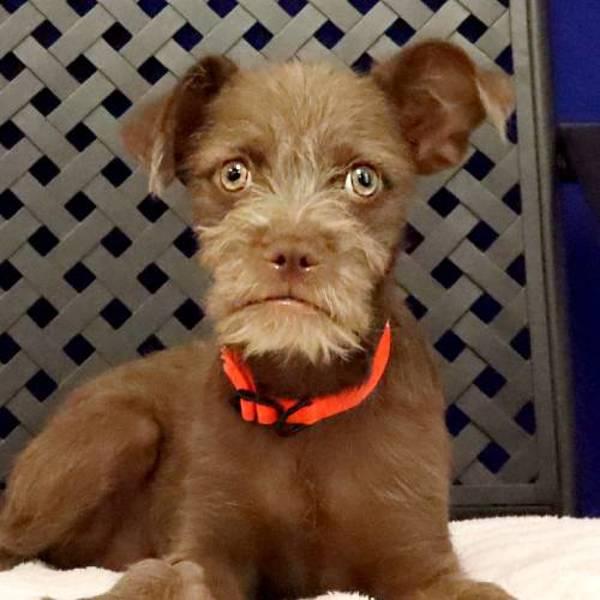 Eustis, Adoptable, Puppy Male Terrier.