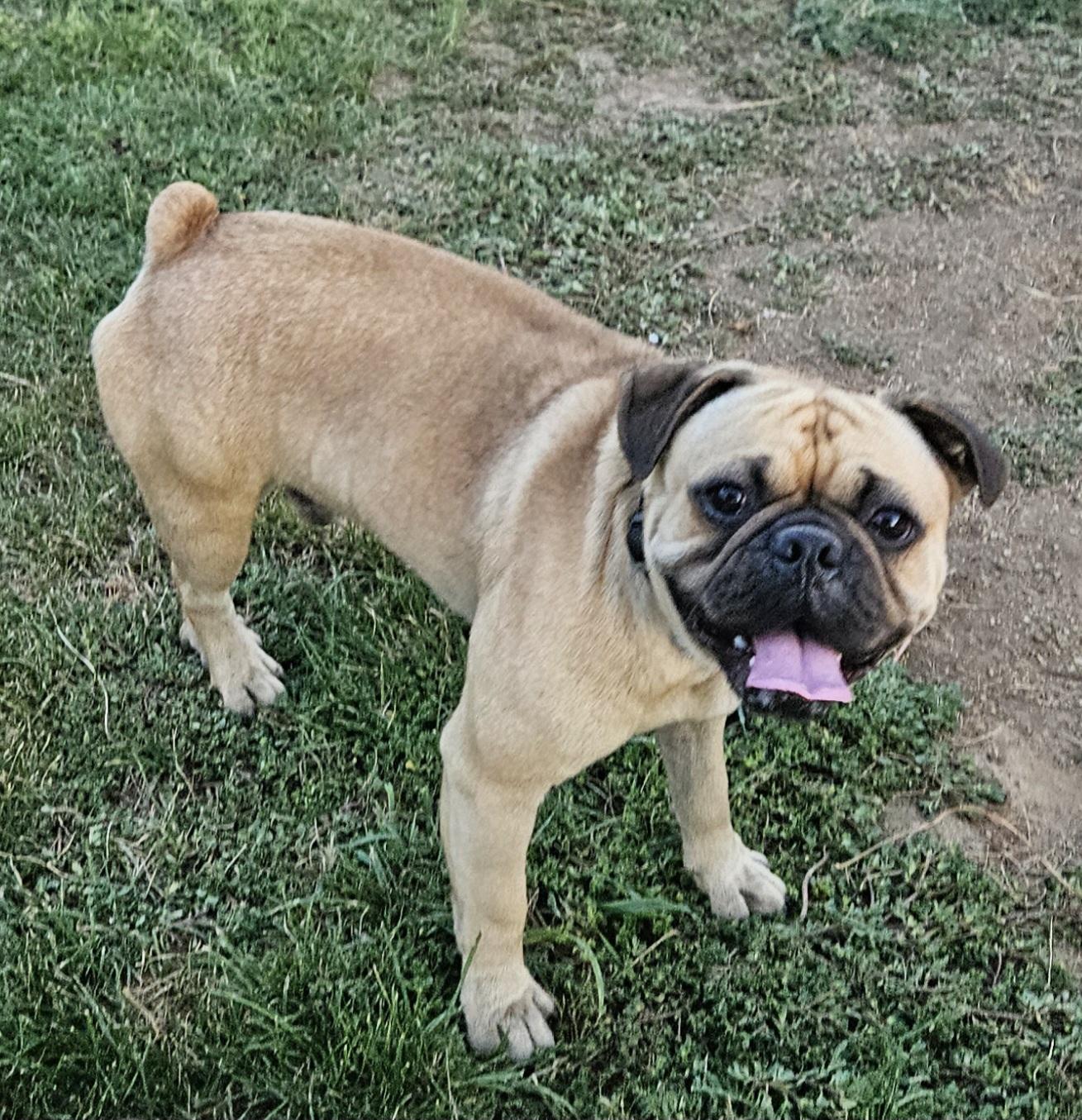 Buddy, Adoptable, Adult Male Pug.
