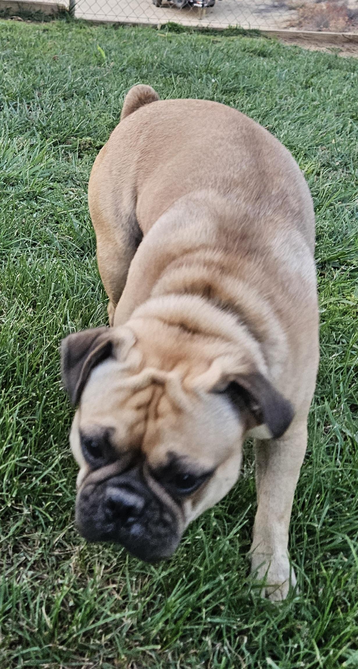 Enlarge Buddy, a Adoptable Pug in Moreno Valley, CA image 3/3