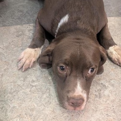 Enlarge Domy 60065842, a ADOPTABLE mixed breed in Harvey , LA image 1/1