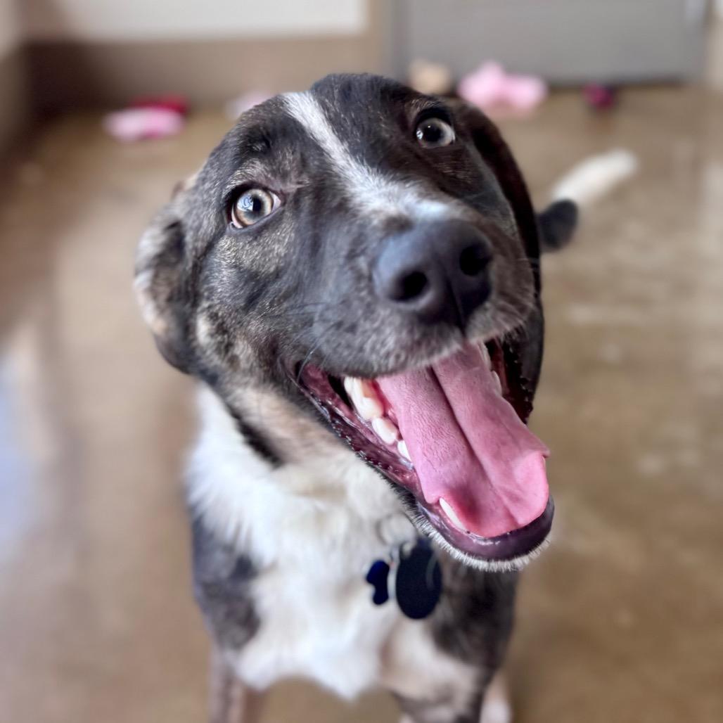 Enlarge Donut, a Adoptable mixed breed in Green Bay, WI image 1/6