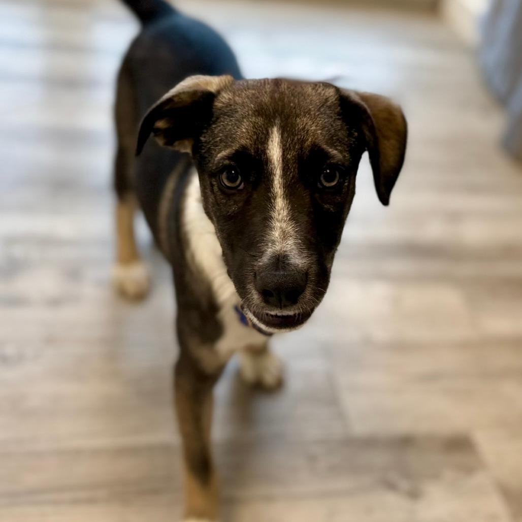 Enlarge Donut, a Adoptable mixed breed in Green Bay, WI image 2/6