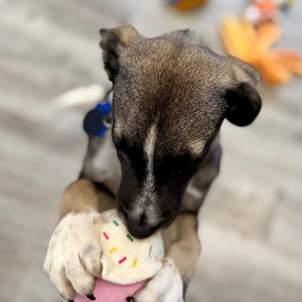 Enlarge Donut, a Adoptable mixed breed in Green Bay, WI image 3/6