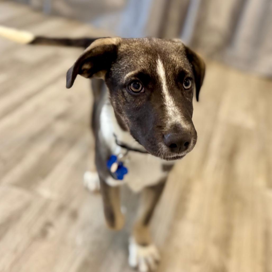 Enlarge Donut, a Adoptable mixed breed in Green Bay, WI image 6/6