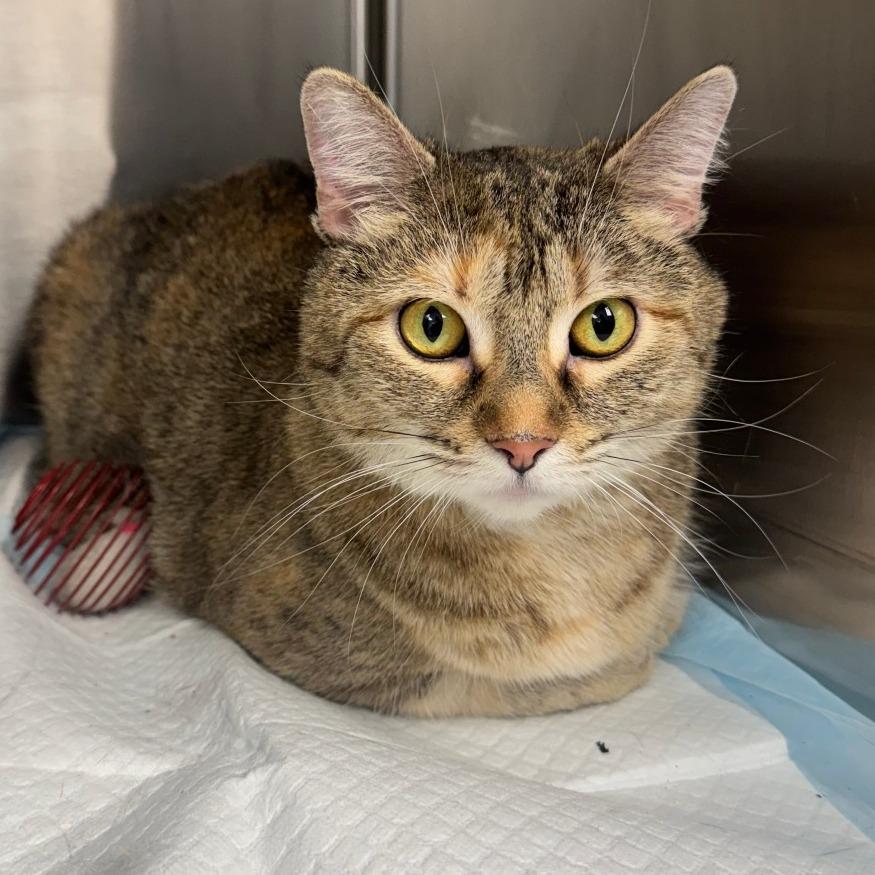 Enlarge Tiggy, a ADOPTABLE Domestic Short Hair in Kansas City, KS image 1/1