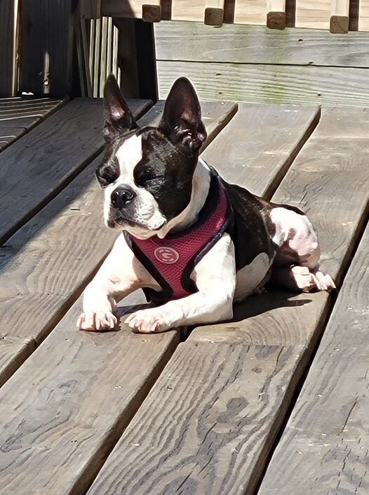 ABIGAIL - Adopted!!, Adoptable, Adult Female Boston Terrier.