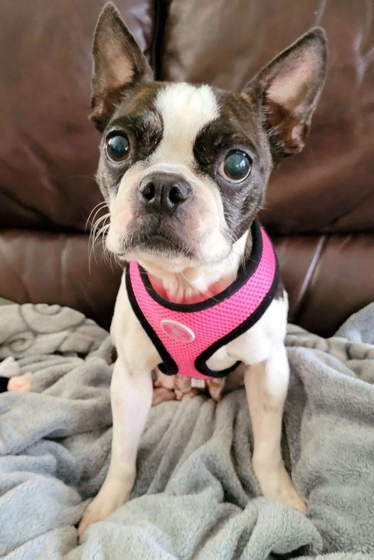 ABIGAIL - Adopted!!, a Adoptable Boston Terrier in Spring, TX image 2/4
