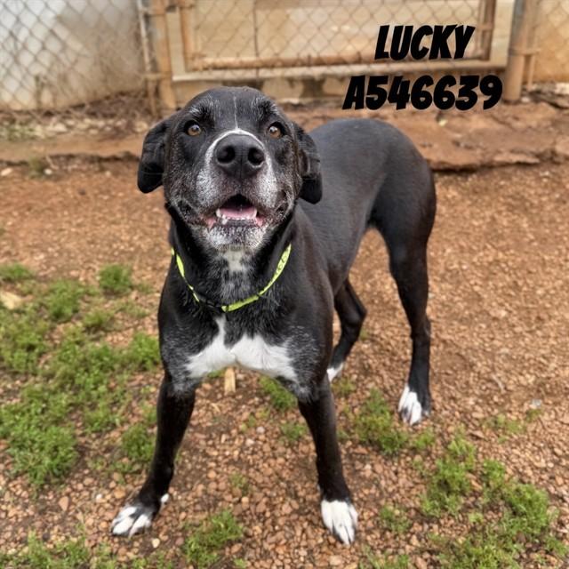 LUCKY, Adoptable, Adult Male Labrador Retriever & Mixed Breed.
