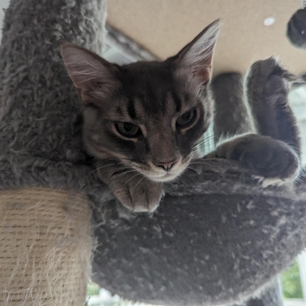 Pavitr, Adoptable, Adult Male Domestic Medium Hair.