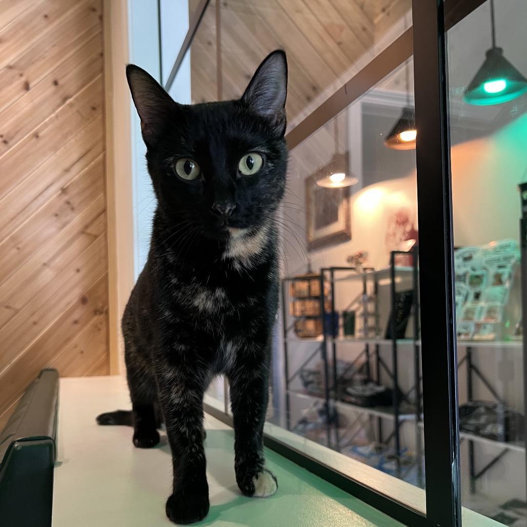 Enlarge Pixie A25-259, a Adoptable mixed breed in SANTA ROSA BEACH, FL image 1/2