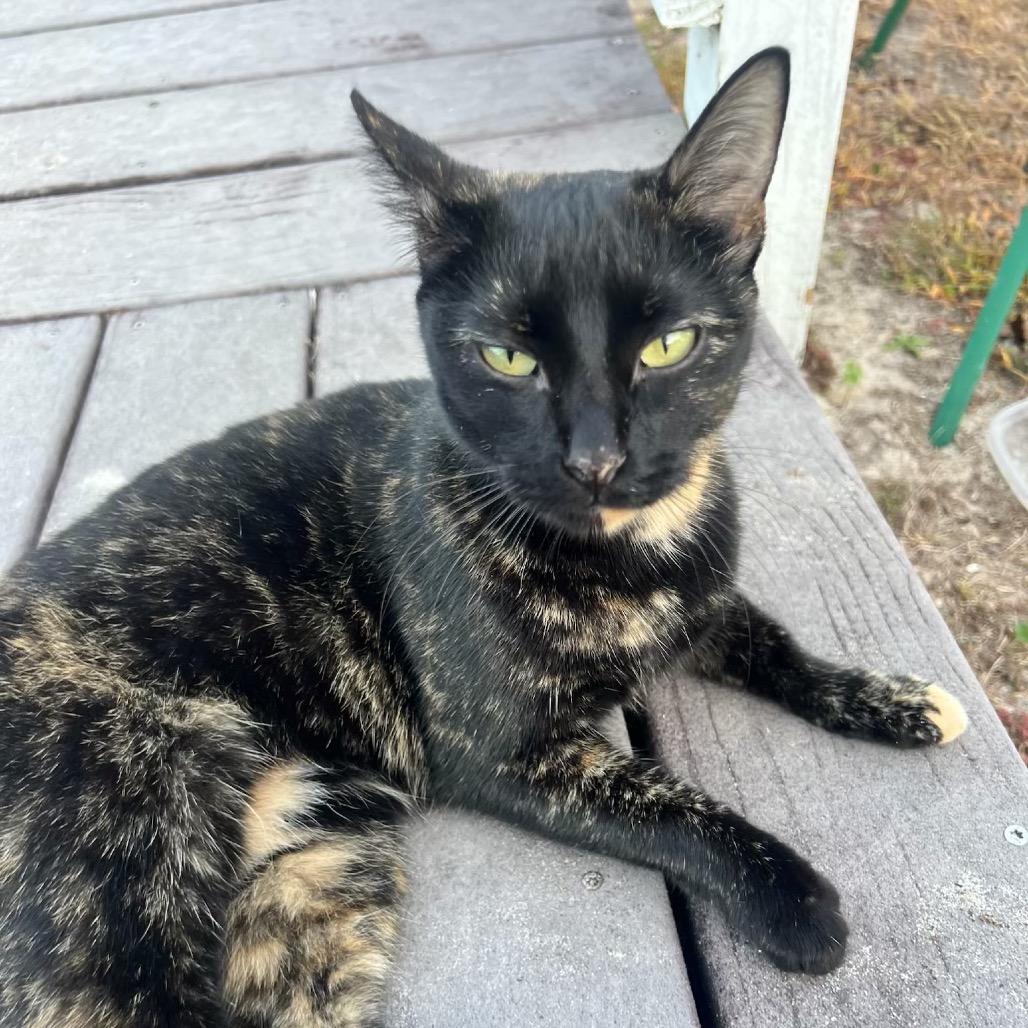 Enlarge Pixie A25-259, a Adoptable mixed breed in SANTA ROSA BEACH, FL image 2/2