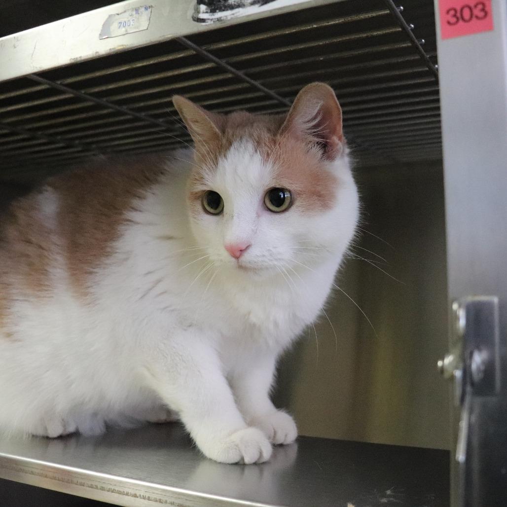 Anastasia — thumbnail 2