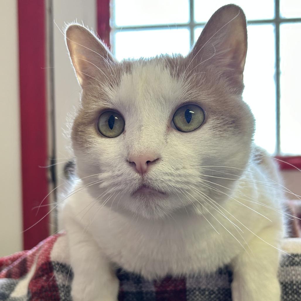 Anastasia — thumbnail 3