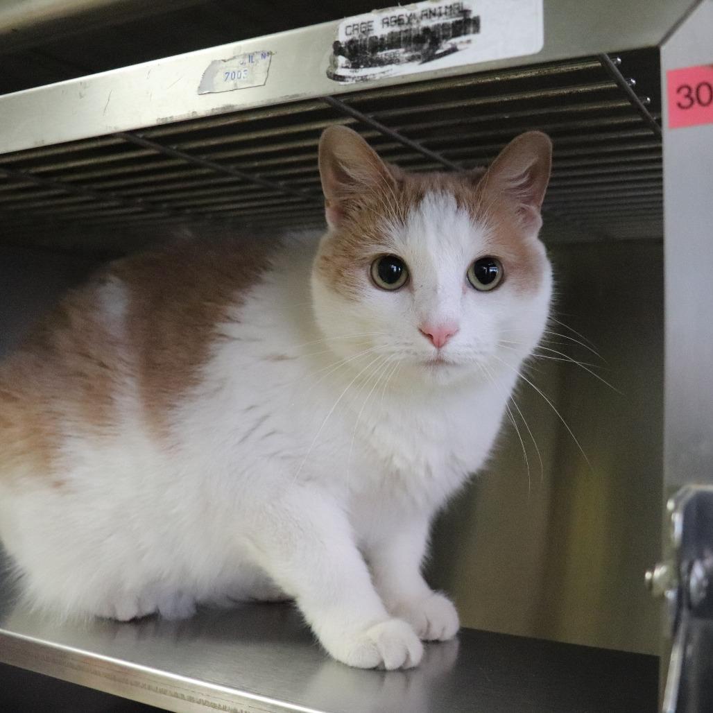 Anastasia — thumbnail 4