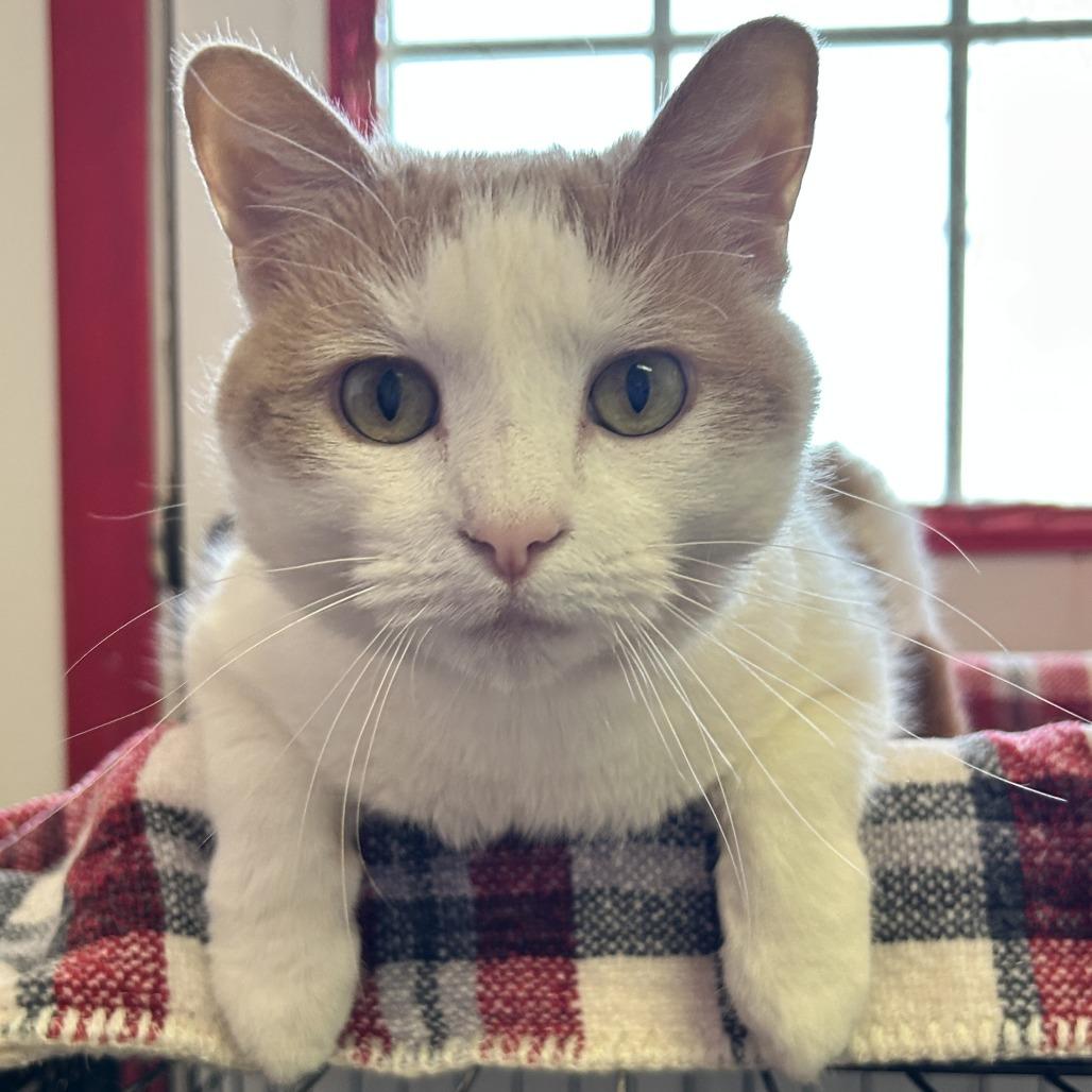 Anastasia — thumbnail 5