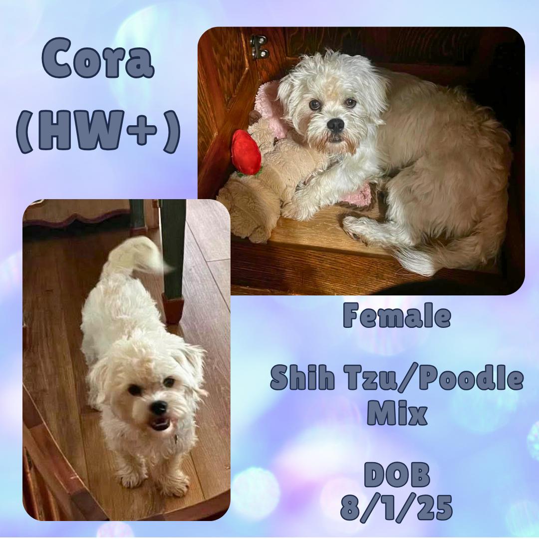 Cora, adopted, Young Female Shih Tzu & Miniature Poodle.