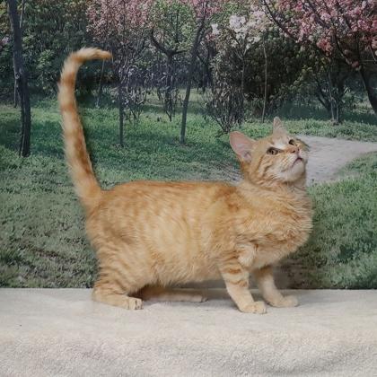 Orange — thumbnail 2