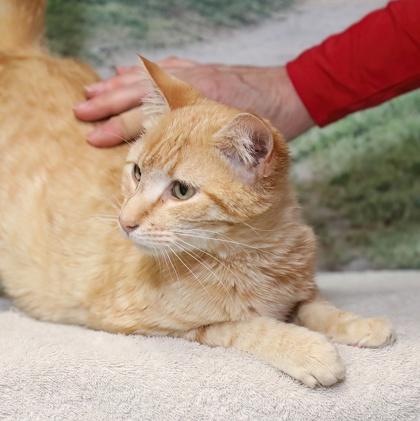 Orange — thumbnail 3