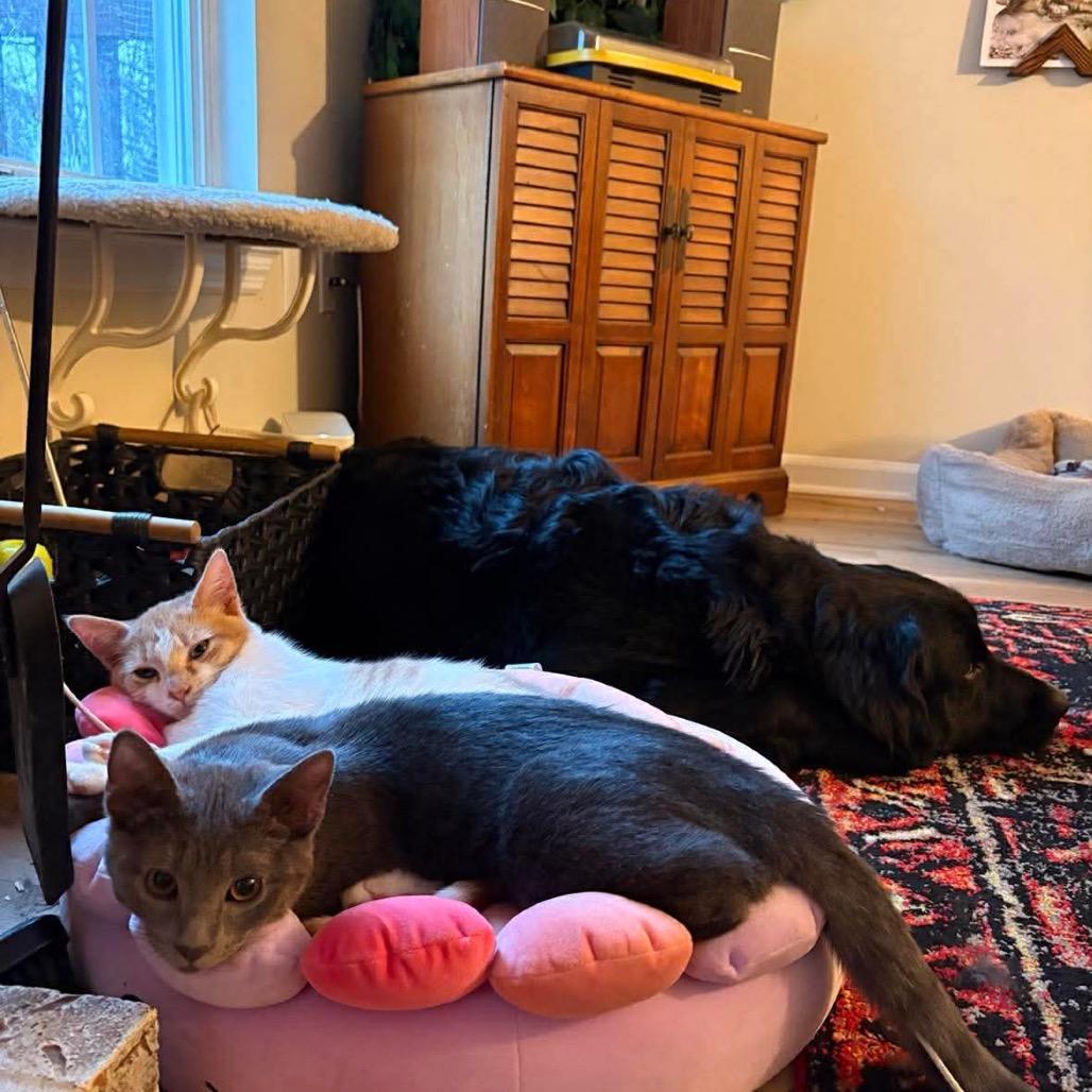 Enlarge Bernard, a Adoptable Domestic Short Hair in Jarrettsville, MD image 1/6